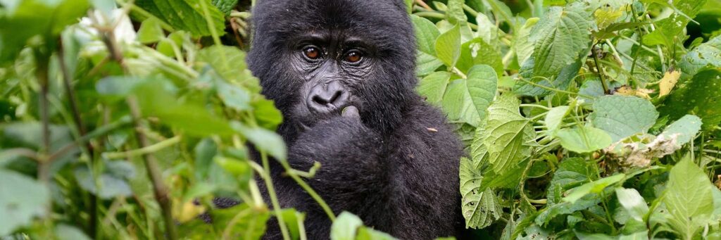 Trek za gorilami v národním parku Bwindi