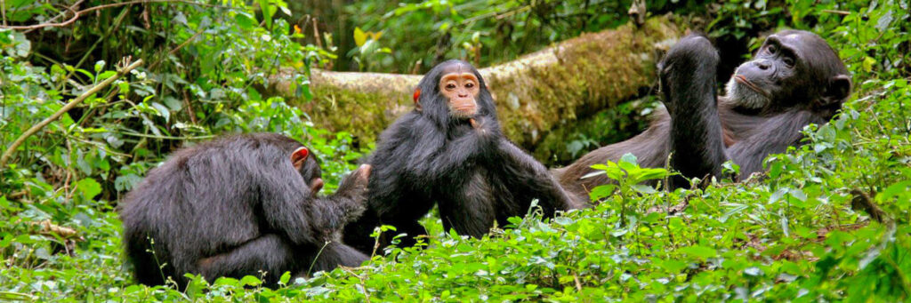 Unikátní záběry ze setkání se šimpanzi