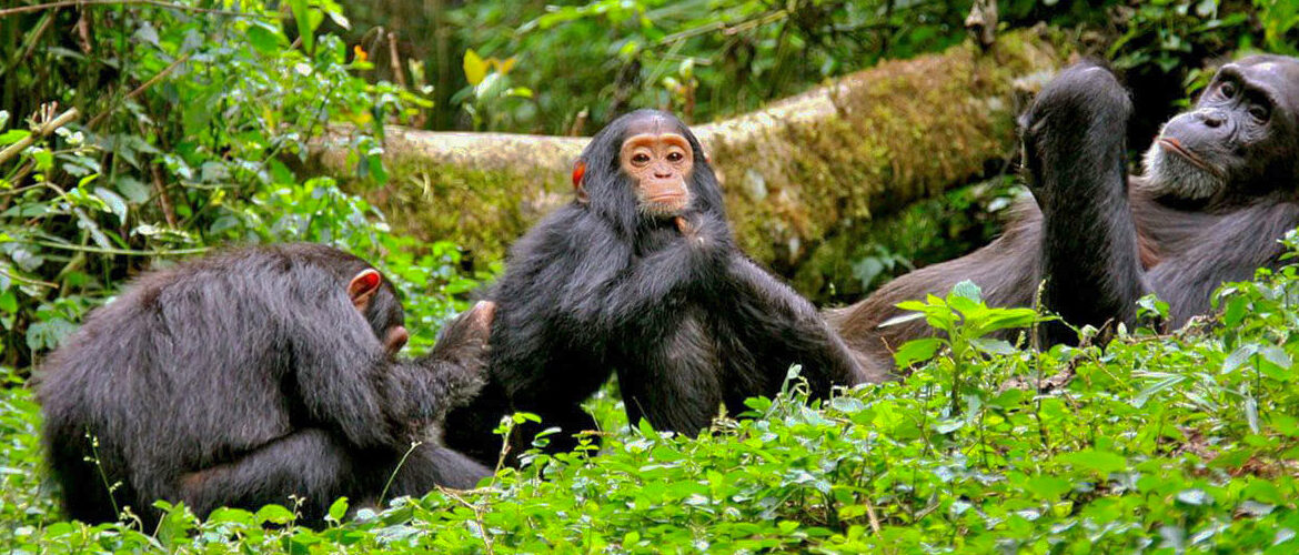 Šimpanzi Bwindi Uganda