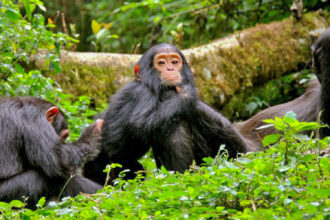 Šimpanzi Bwindi Uganda