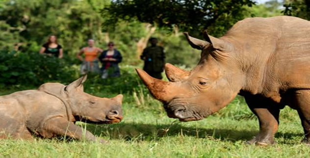 Záchranná stanice nosorožců Ziwa Rhino Sanctuary