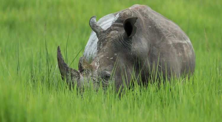 Nosorožci v záchranné stanici Ziwa Rhino Sanctuary spasou velké množství trávy