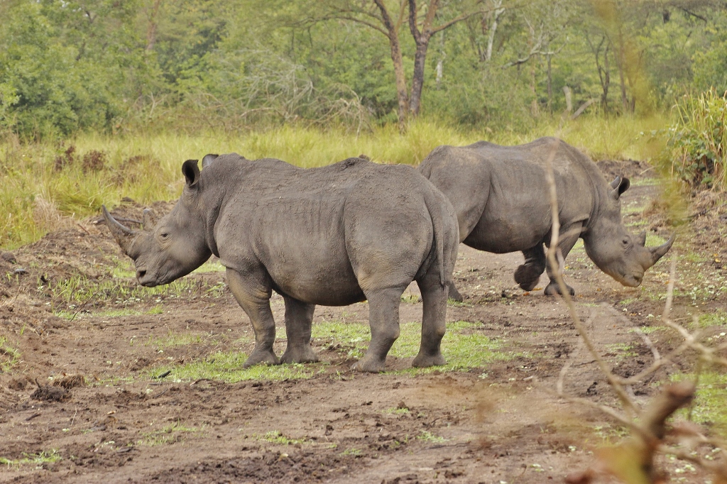 Ziwa Rhino Sanctuary