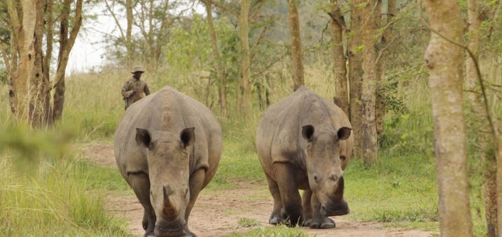 Nosorožci v Ugandě
