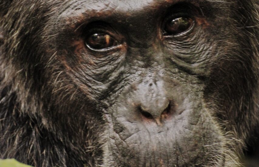 Putování za šimpanzi v národním parku Kibale Forest