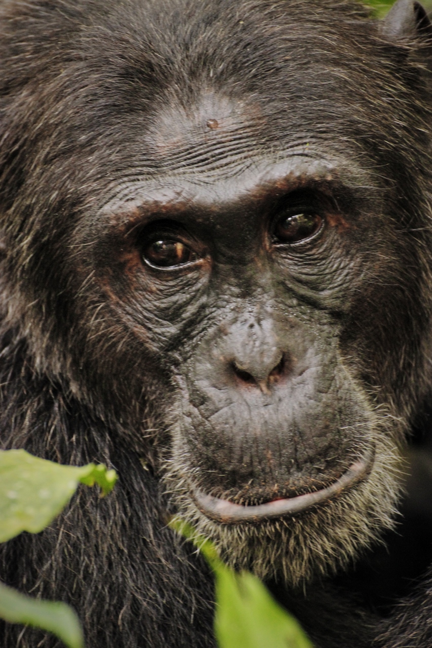 Putování za šimpanzi v národním parku Kibale Forest