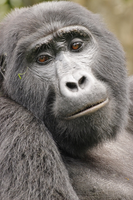 Setkání s gorilami v Ugandě