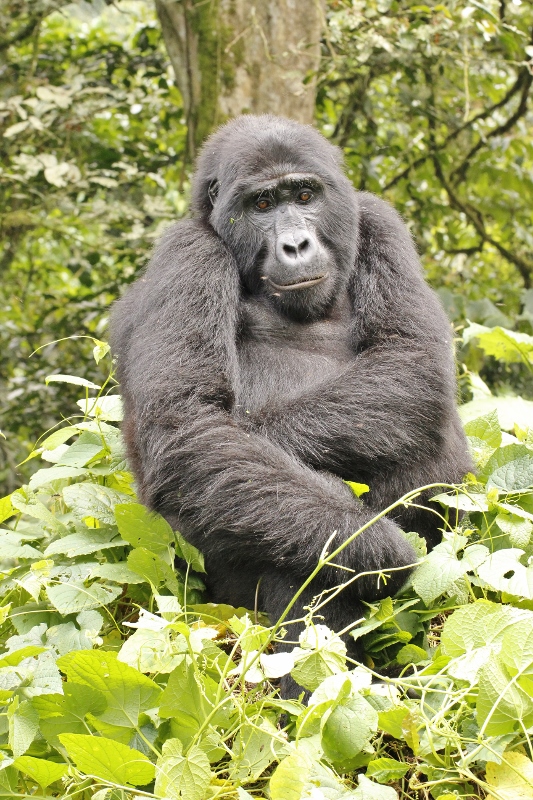 Setkání s gorilami v Ugandě