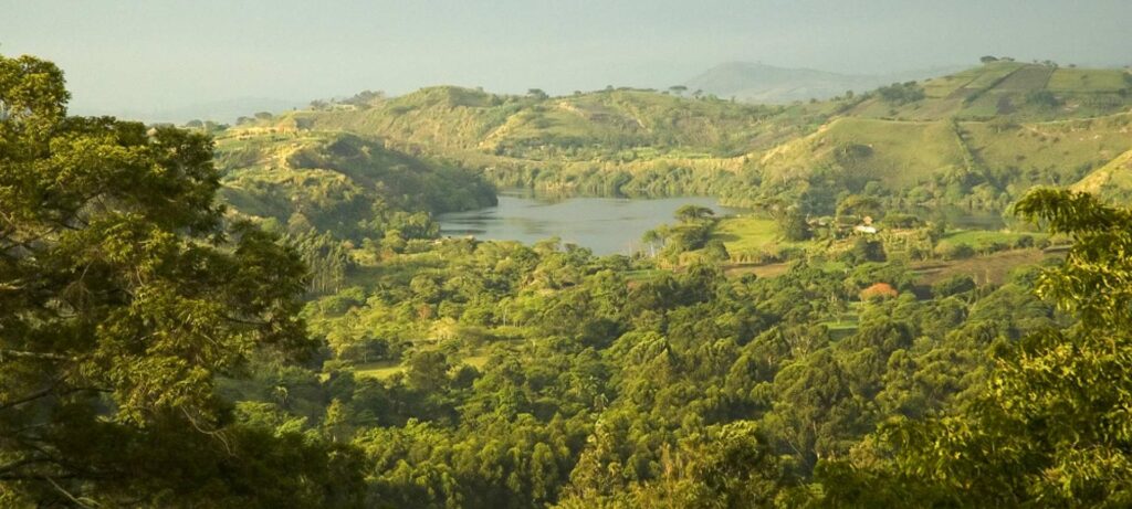 Prales v národním parku Kibale Forest