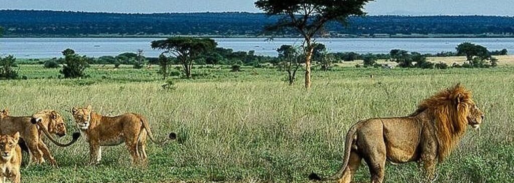 Národní park Murchison Falls je oblíbený pro pozorování lvů