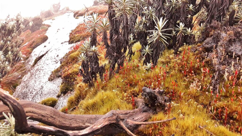 Pohádkové rostliny v pohoří Rwenzori