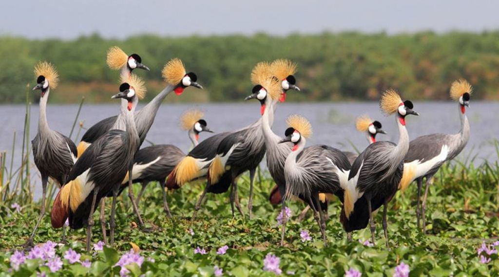 Jezero Bunyonyi - královský jeřáb je nádherný pták