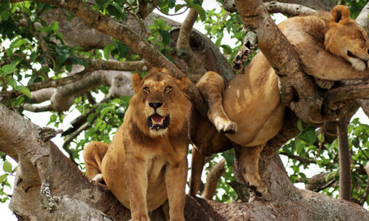 Sektor Ishasha, stromoví lvi na stromech opravdu nevypadají moc elegantně :-)