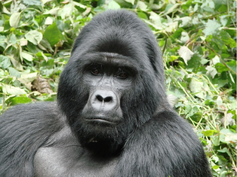 Horské gorily jsou mohutnější a chlupatější než jejich příbuzní