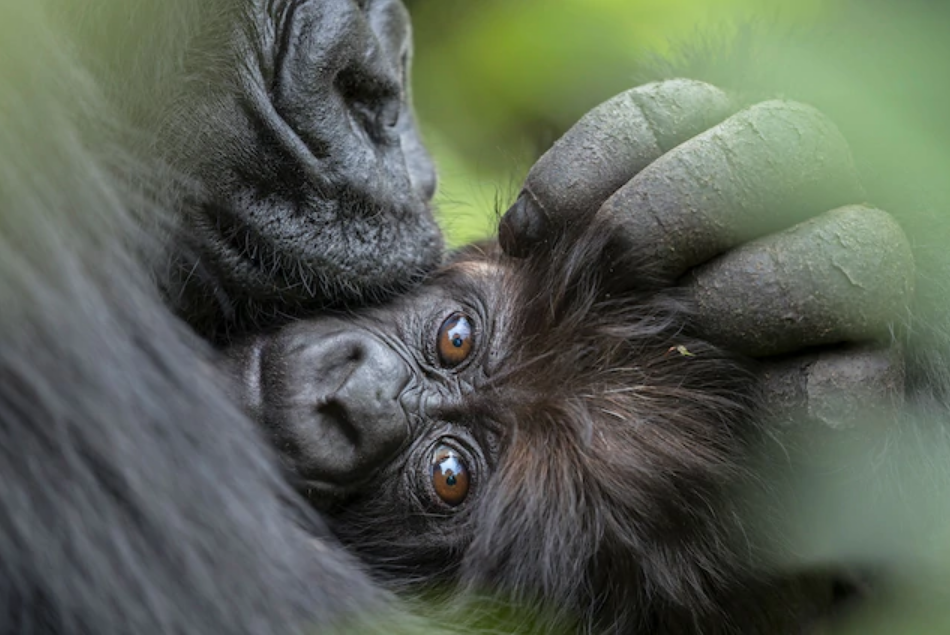 Matka s mládětem během safari gorily