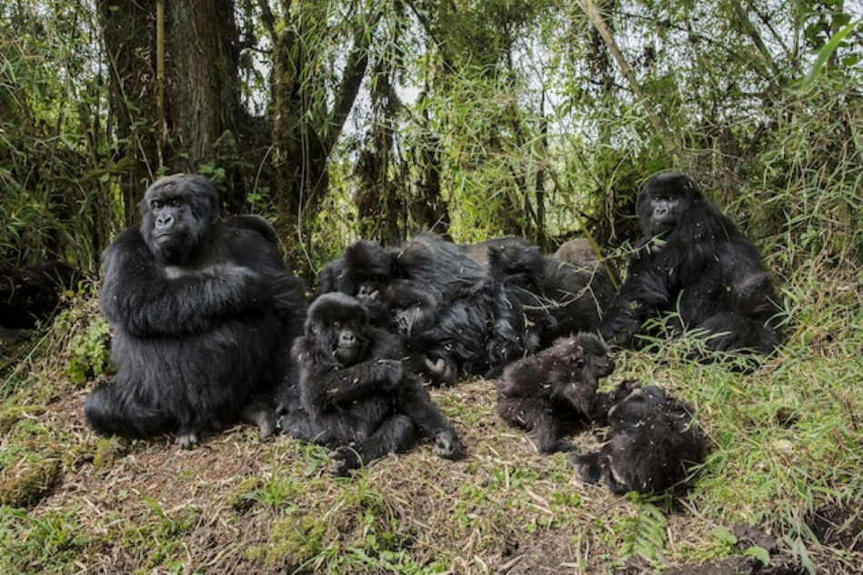 Horské gorily odpočívající v tlupě na svahu hory