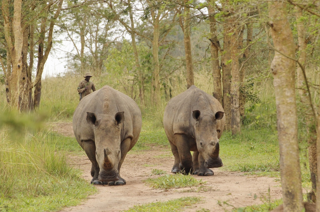 Trek za nosorožci